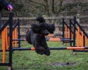 darcy-agility-jumping