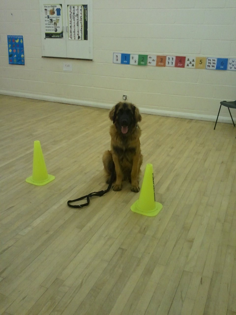 dog obedience classes aldershot | Merry Mutts